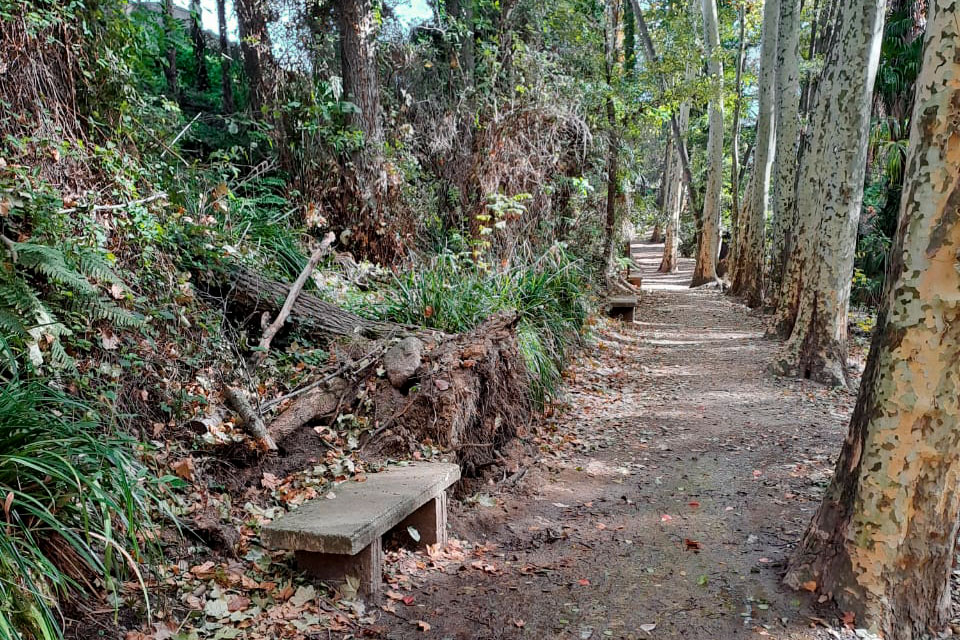 Projecte paisatgístic i de renaturalització del passeig de la riera d’Arbúcies - Gestió Rural 23