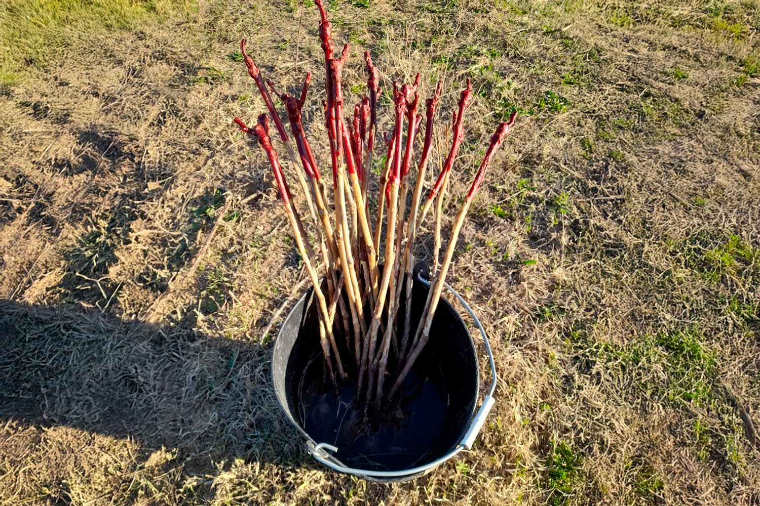 Preparació del terreny i plantacions d’olivars i vinyes - Gestió Rural 23
