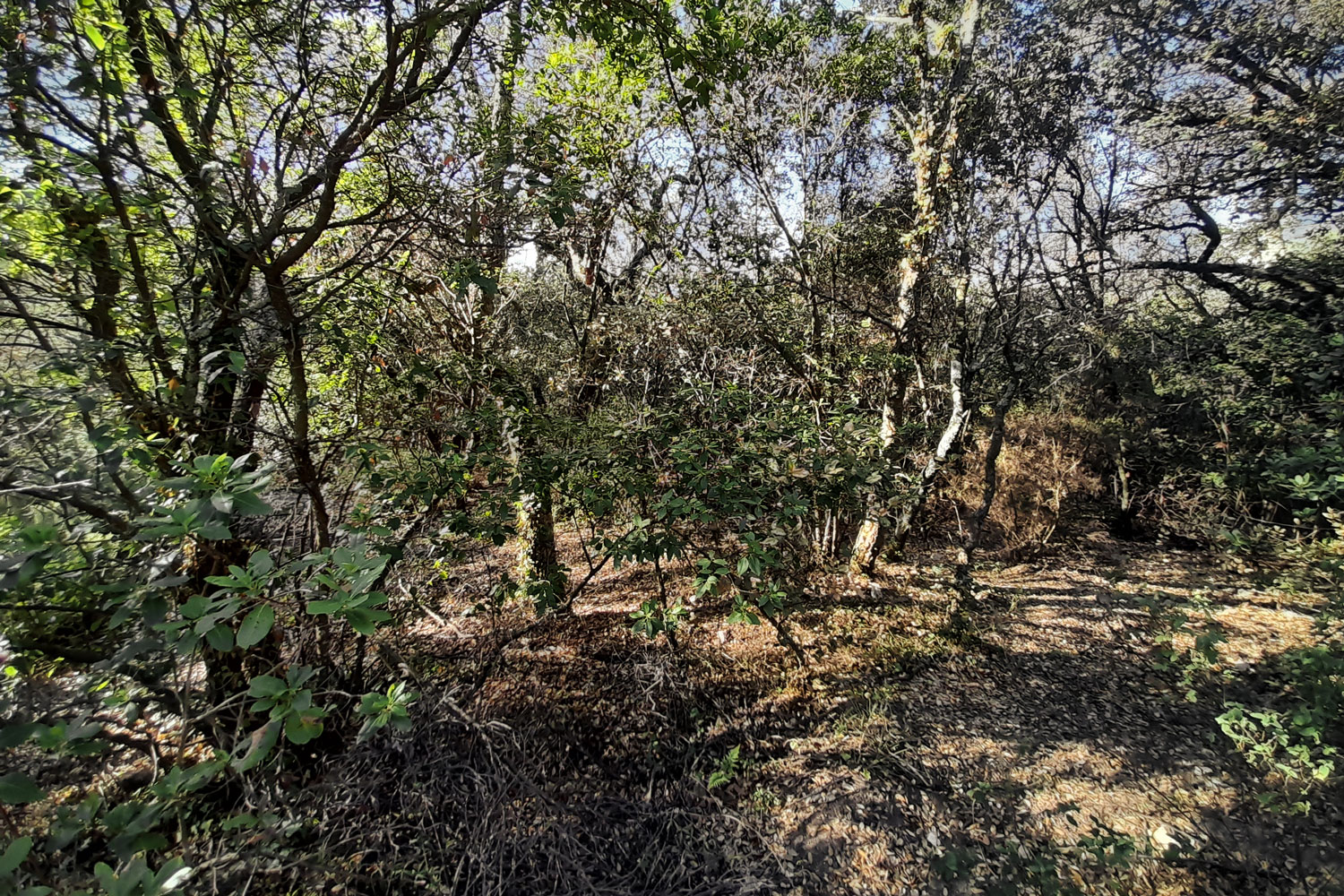 Redacció del Pla Tècnic de Gestió i Millora Forestal de la finca Fontseca (Sant Feliu de Buixalleu) - Gestió Rural 23