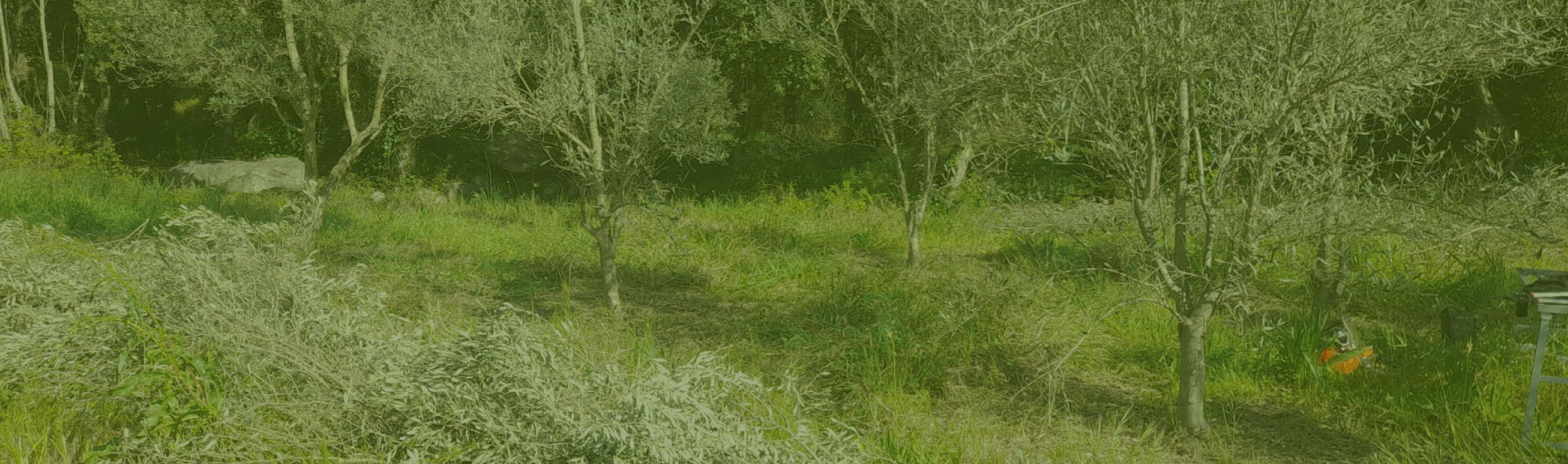Gestió d’olivars i de plantacions d’arbres fruiters - Gestió Rural 23