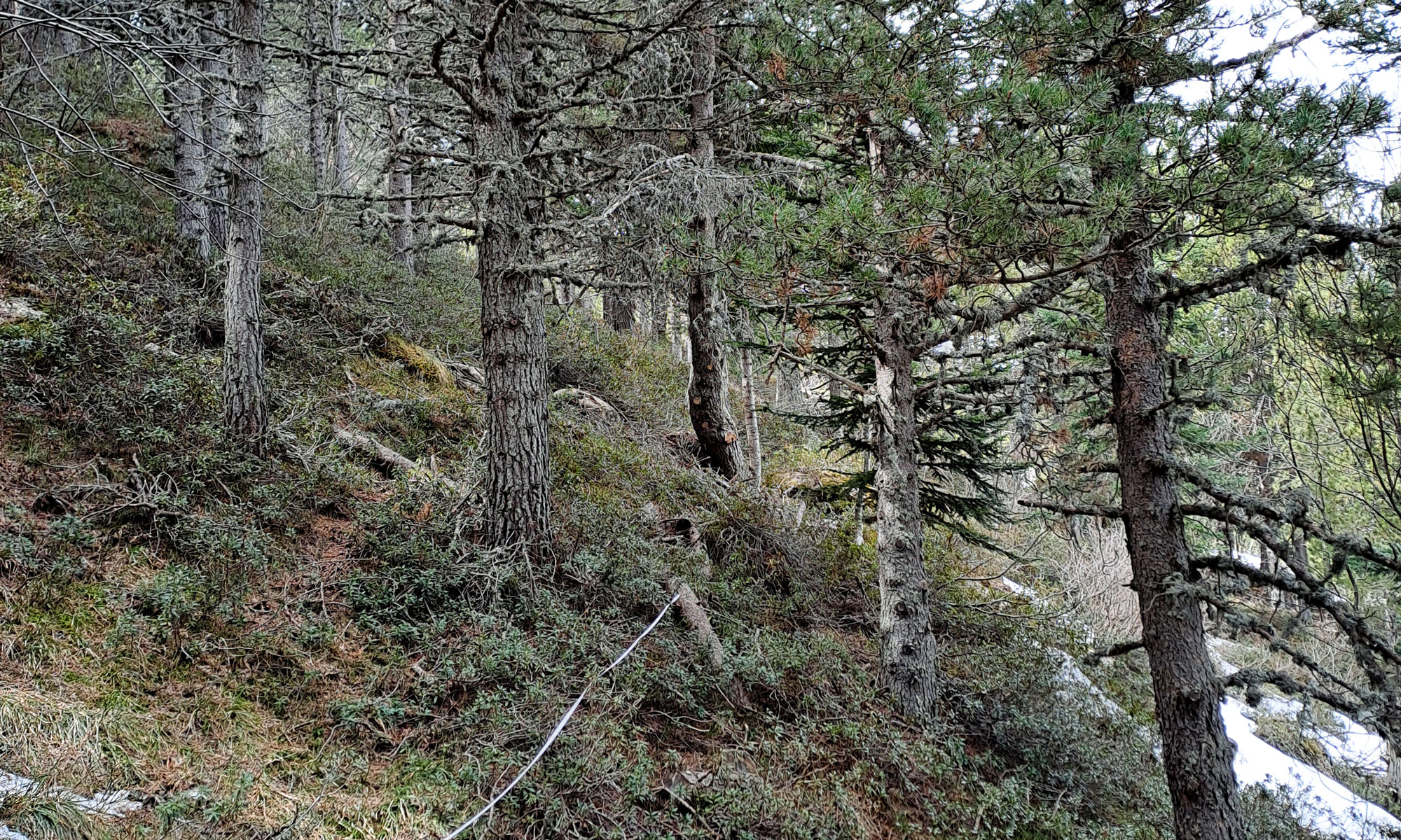 Ordenació forestal - Gestió Rural 23