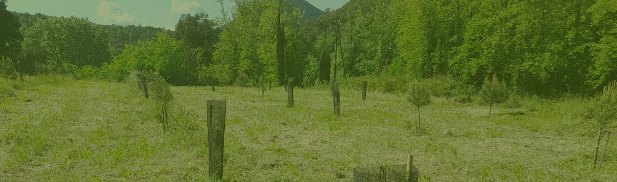 Reforestacions - Gestió Rural 23