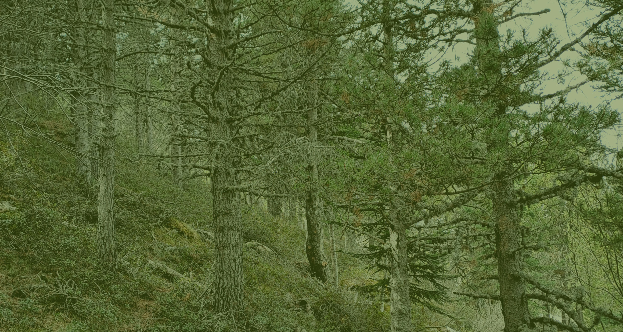 Serveis forestals - Gestió Rural 23