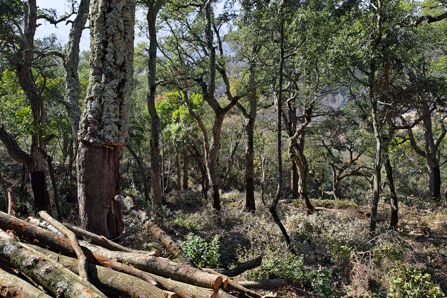 Direcció d’obra de tallades de millora en suredes i alzinars - Gestió Rural 23