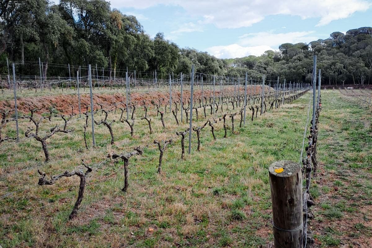 Suport tècnic a l’Associació Agrícola de la Vall d’Arbúcies - Gestió Rural 23