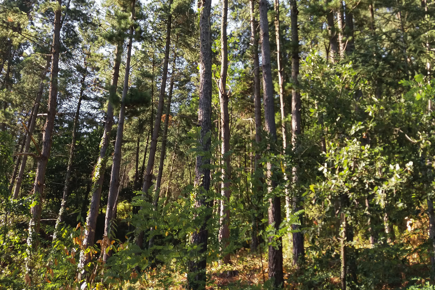 Realització d’inventaris forestals per a l’ordenació de les pinedes de la finca de Can Pla (Arbúcies) - Gestió Rural 23