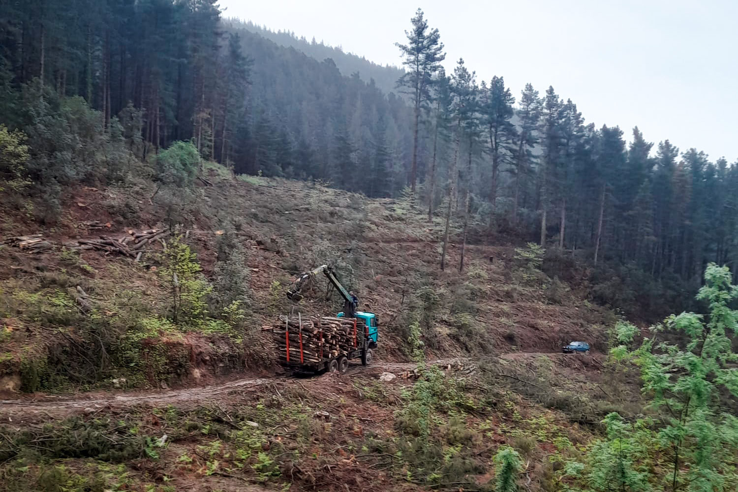 Planificació de repoblacions forestals a la finca El Clascar (Osor) - Gestió rural 23