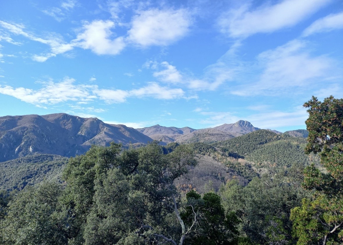 Noves mesures fiscals per impulsar la gestió forestal