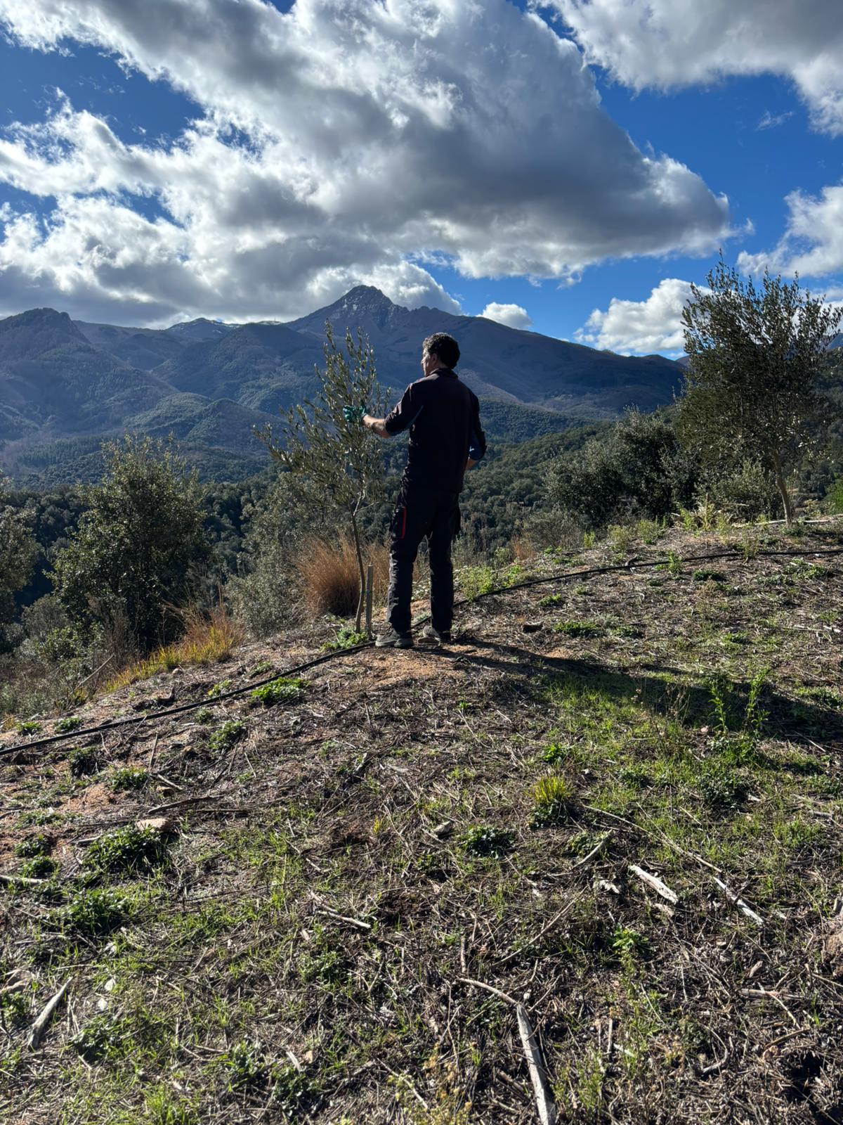 Noves mesures fiscals per impulsar la gestió forestal